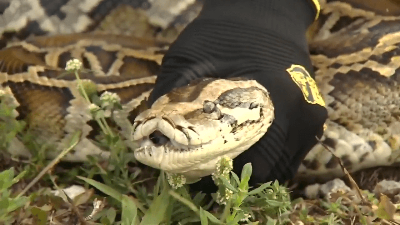 13th annual Florida Python Challenge returns to South Florida