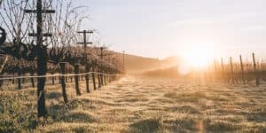 Beyond Cabernet: Napa Valley Vintners Innovate to Fight Climate Change