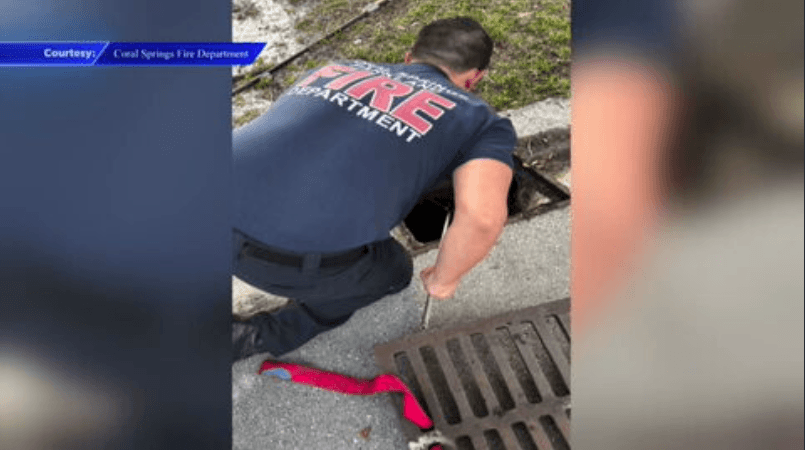 Coral Springs fire crews save trapped ducklings in storm drain