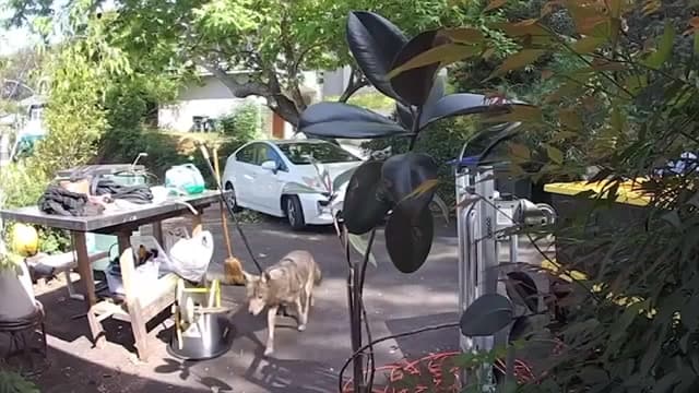 Coyote caught on video chasing 3-year-old boy outside of Pasadena home