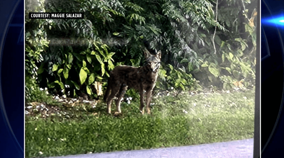 Coyote sightings in Palmetto Bay spark concerns among residents