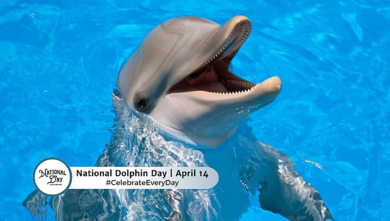 Dolphins Can Talk And Understand Each Other – Over The Phone!