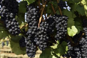 Oregon’s Chardonnay Evolution