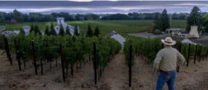 The Spring Awakening of Sauvignon Blanc