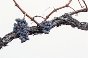 Timeless Elixirs: The Enduring Legacy of Old-Vine Zinfandel