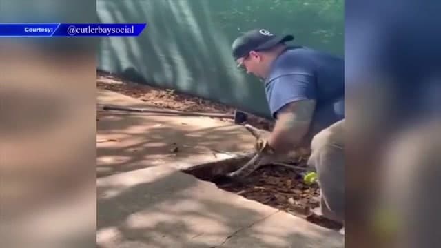Trapper removes snake, 20 eggs from Cutler Bay sidewalk after struggle