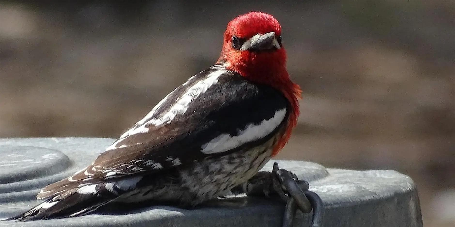 Alpine Forest Birding With Robin