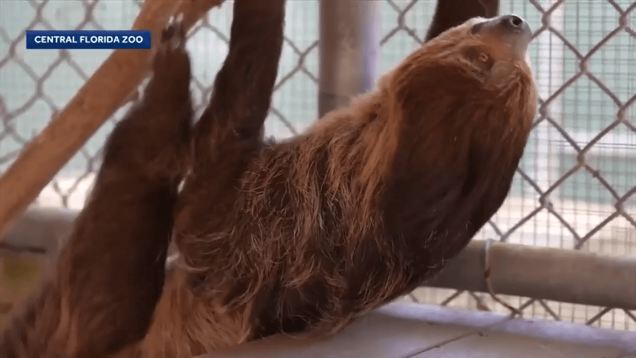 13 donated sloths continuing to recover at Central Florida Zoo near Orlando