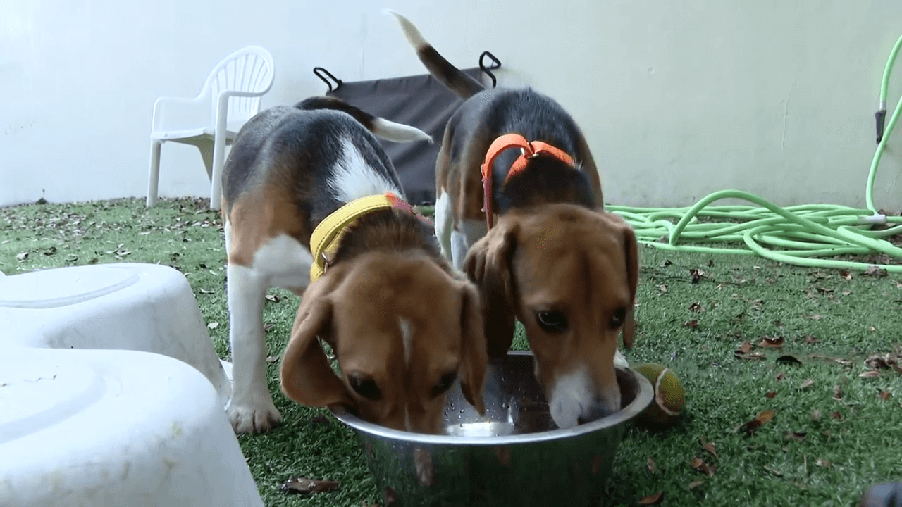 15 beagles ready to find forever home after arriving at Saving Sage Animal Rescue in Lauderhill