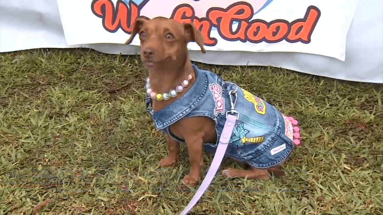 Adoptable dogs score big at Miami-Dade puppy soccer tournament in Haulover Park