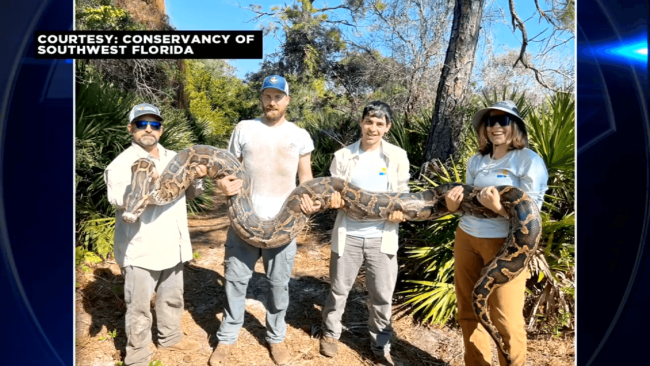 Biologists announce record removal of 177 Burmese pythons near Naples