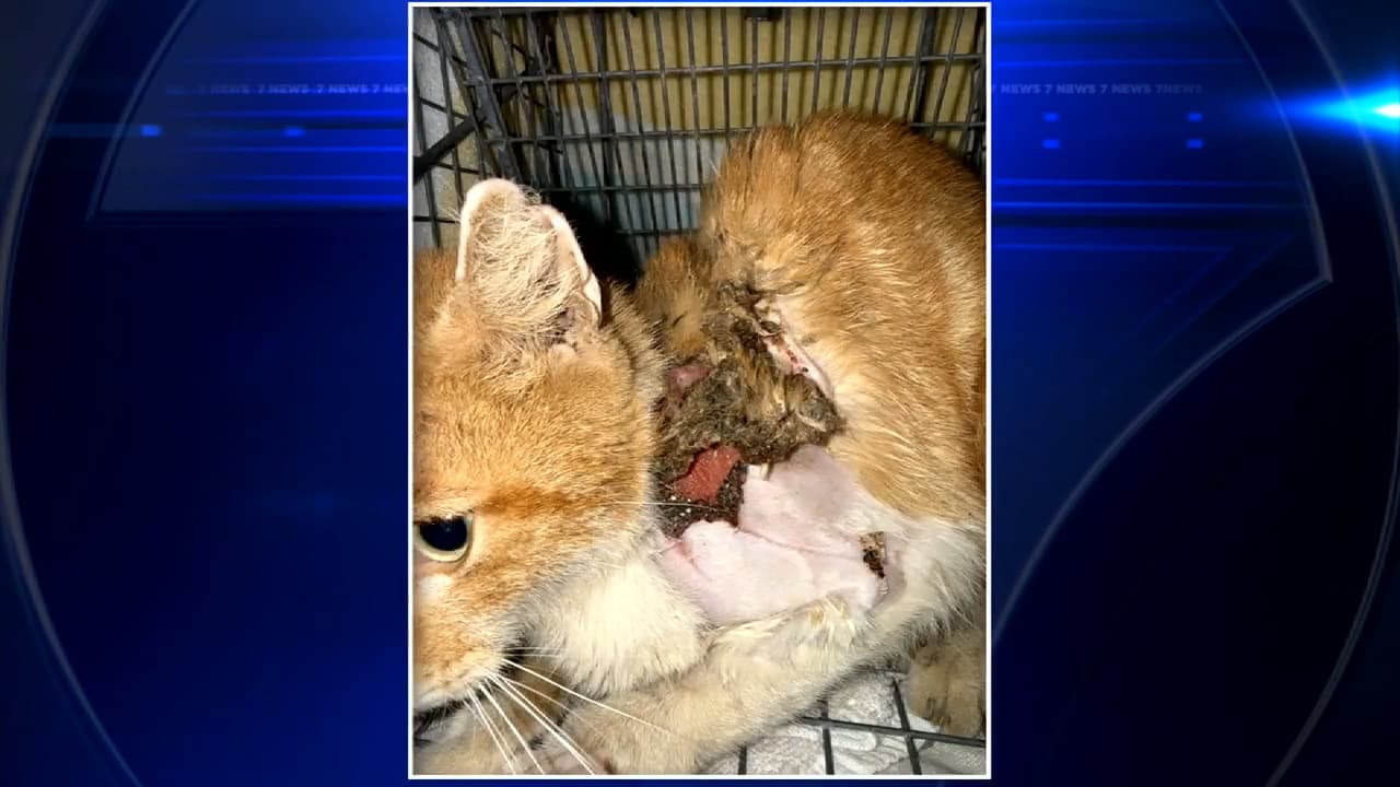 Cat doused with chemicals recovering at animal hospital after being found by good Samaritan
