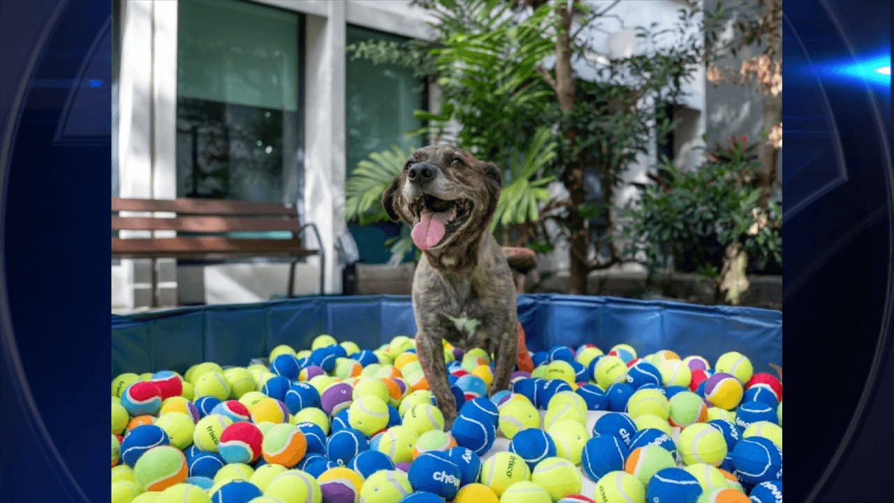 Chewy and the Underline turn Chewy Bark Park into tennis ball pit for charity