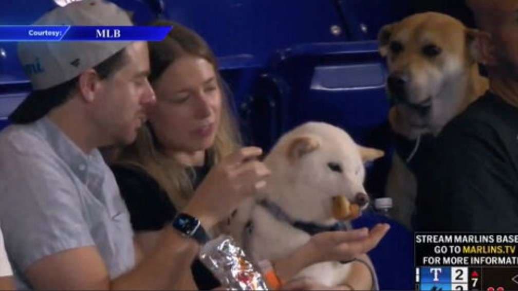 Disappointed dog who watched other dog eat hot dog during Marlins game lands VIP day at park