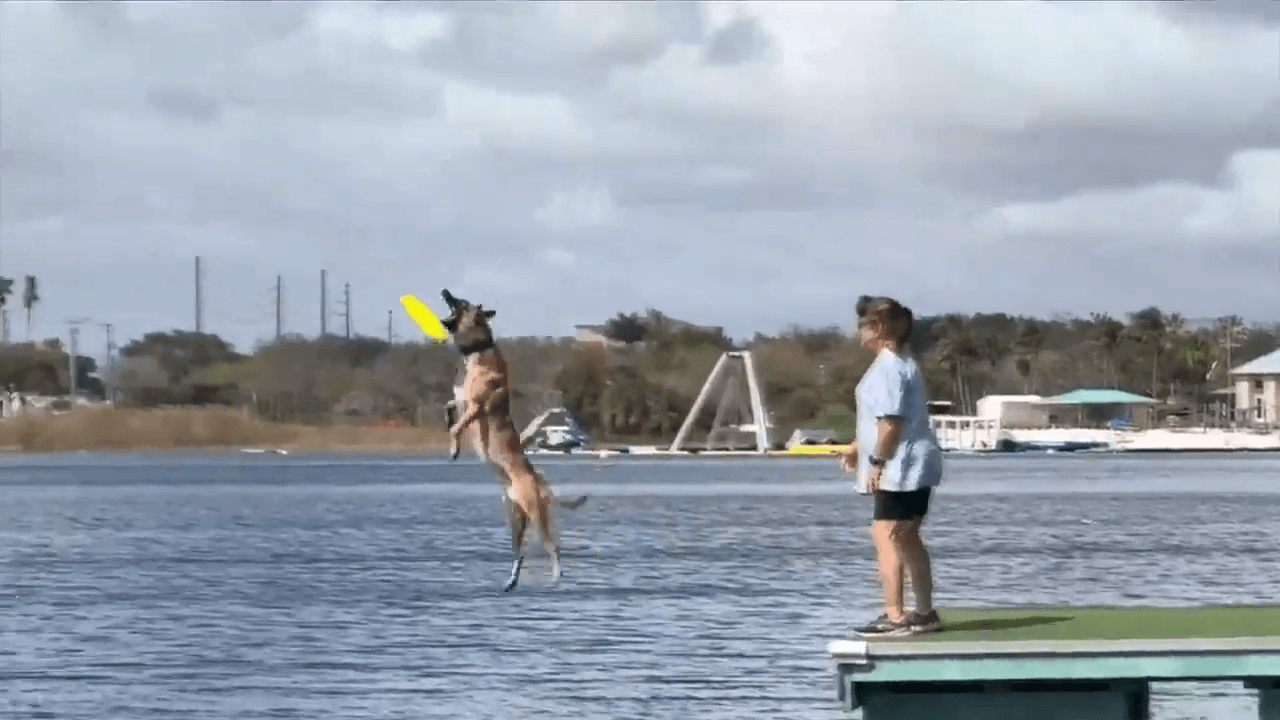 Dog owners take their furry friends to Dania Beach for dock diving competition