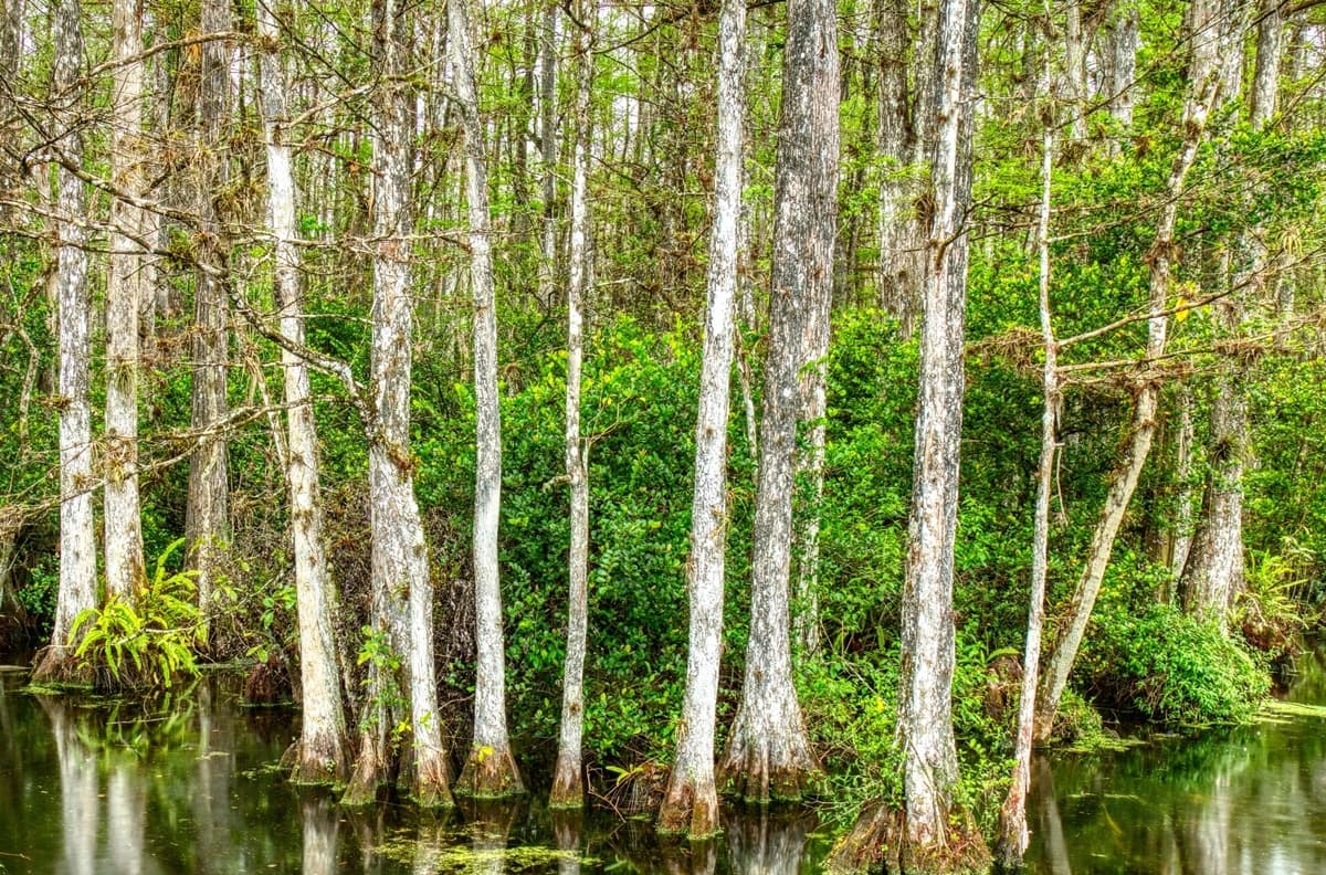 Everglades Ecosystems Explained: Hammocks Vs. Mangroves Vs. Sawgrass Marshes