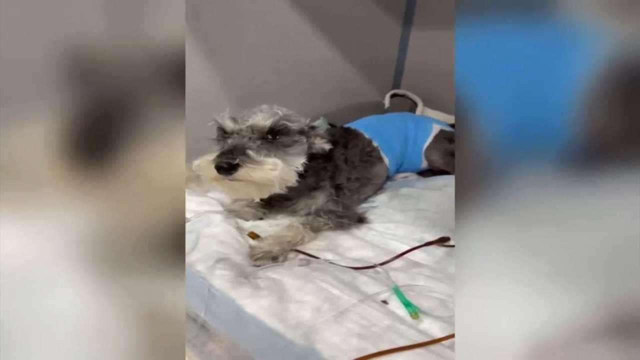 Family demands action after video captures dog attack in Hialeah, leaving family dog severely injured