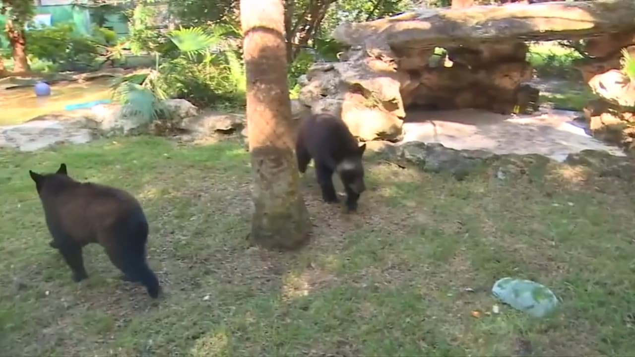 Flamingo Gardens welcomes two orphaned bear cubs in Davie