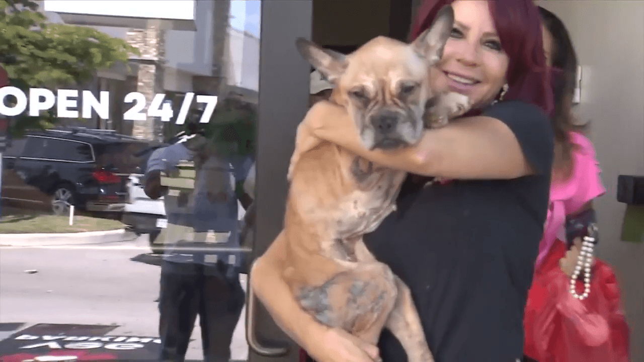 French bulldog mix makes miraculous recovery, released from animal hospital after being found in dire state