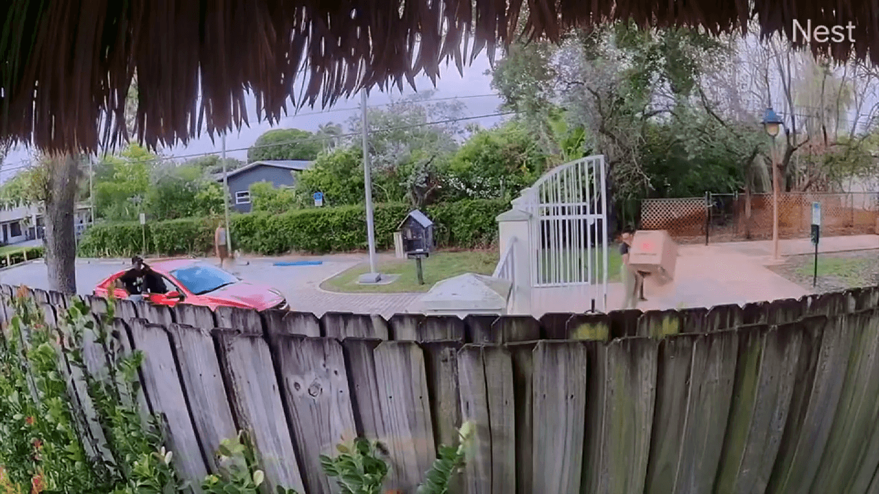 Investigators probe video showing woman allegedly dumping kittens in Wilton Manors park