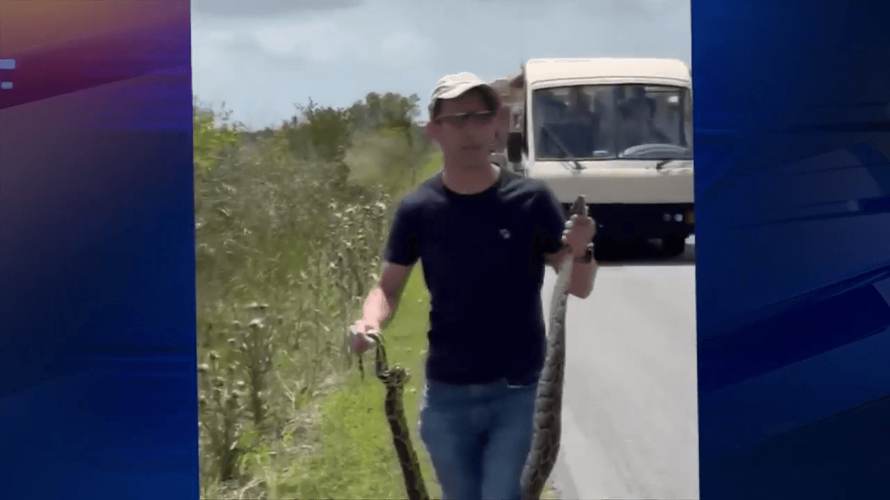 Man who cleared python from Everglades National Park trail has citation thrown out