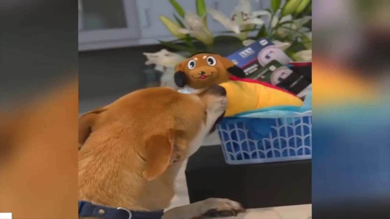 Marlins invite viral disappointed dog to dream day at loanDepot Park on July 12