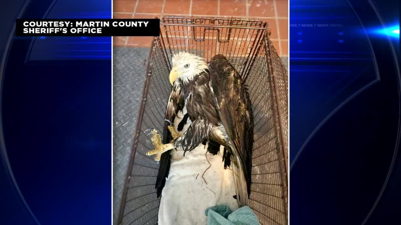 Martin County deputies save injured eagle from alligator-filled canal