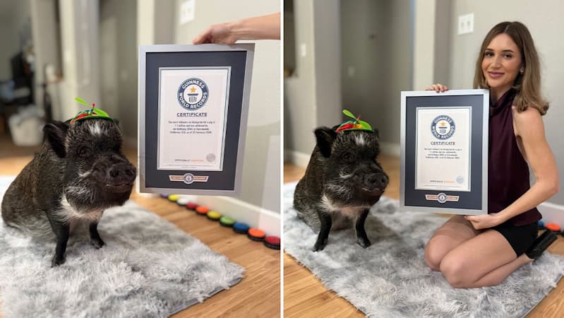 Merlin the Talking Pig Snouts Out Competition to Claim a Guinness World Record for Social Media Stardom (Video)