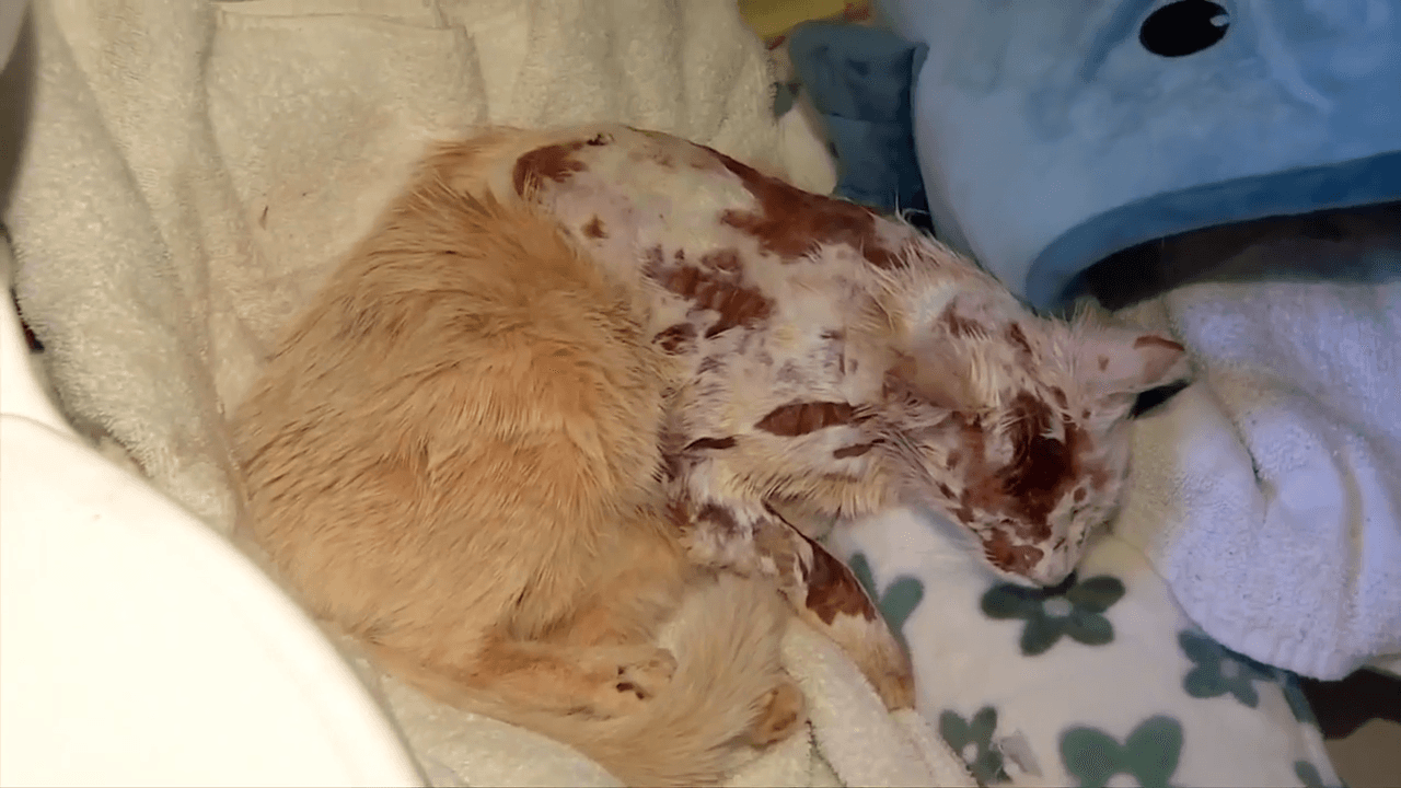 ‘My heart dropped’: 2 stray cats recovering after suffering chemical burns in North Miami-Dade