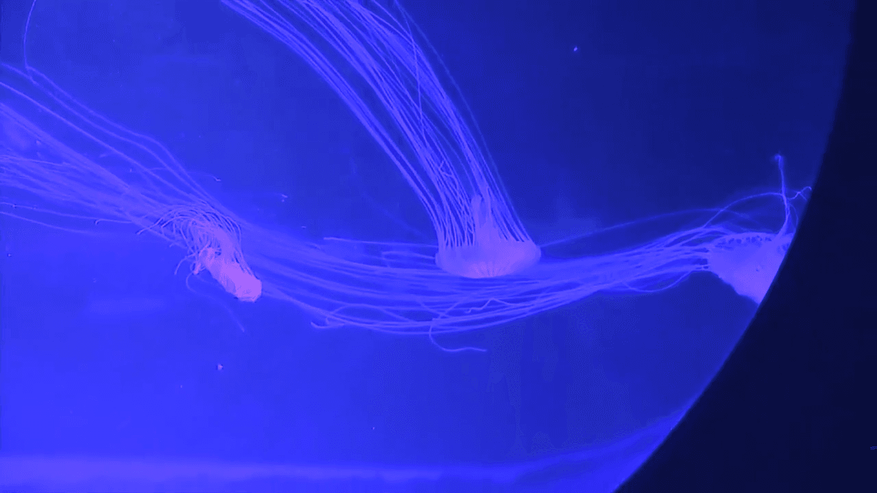 One of a kind jellyfish museum in Broward brings mesmerizing ocean animals up close