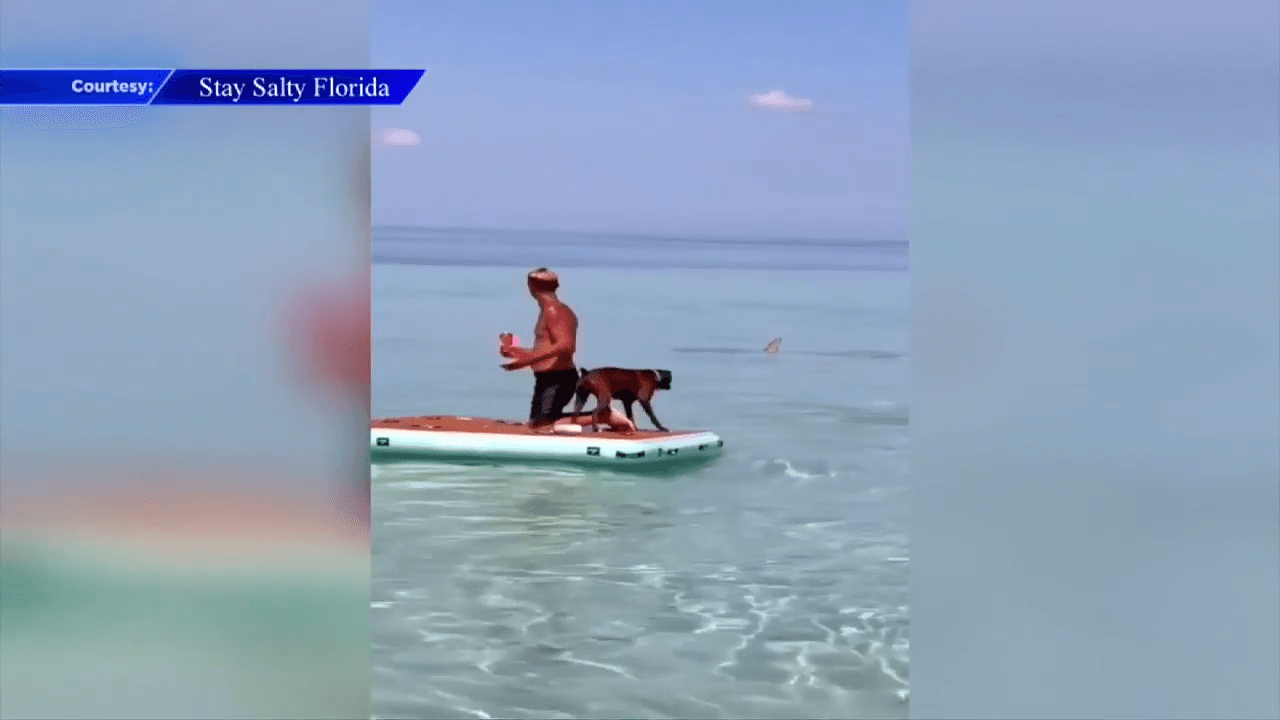 Swimmers scramble out of water after shark chases fish into shallow waters off the Keys