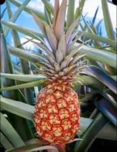 This Pineapple Costs Nearly $400, and People Are Actually Buying It