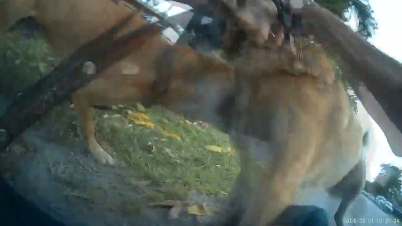 Victim of dog attack caught on video in Sunrise says he’s pressing charges against owner