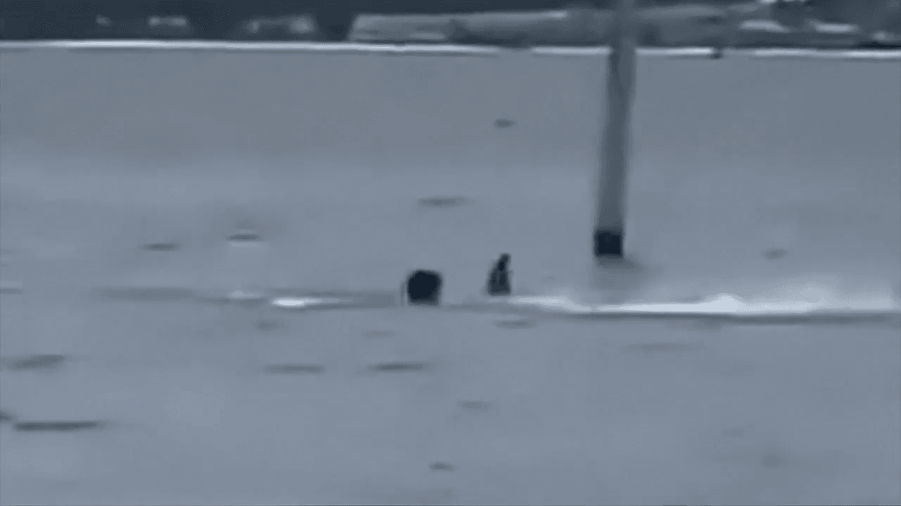 Video shows terrifying shark attack off Panama City Navy base; victim remains in critical condition