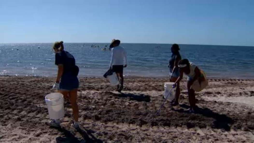 Volunteers take part in beach clean-up at Crandon Park for World Sea Turtle Day