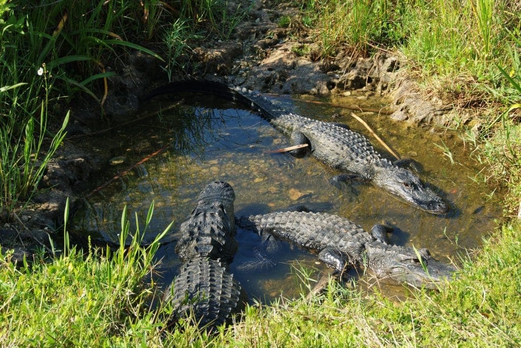 Why Didn’t I See Any Alligators At The Everglades? A Florida Resident Explains