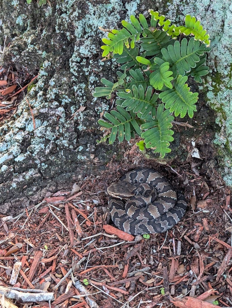 Miramar tennis courts
